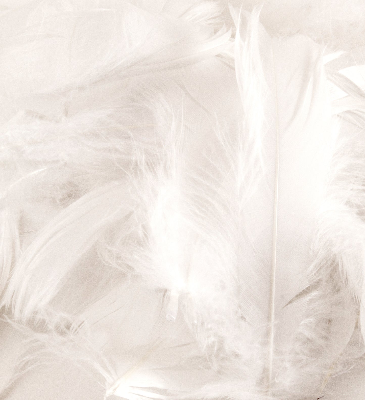White No.01 Decorative Feathers - (50g) 3" - 5"