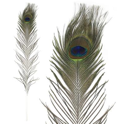 Large Peacock Eye Feathers - (1ct) 76-88cm