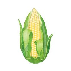 Corn Balloon - 18" Foil